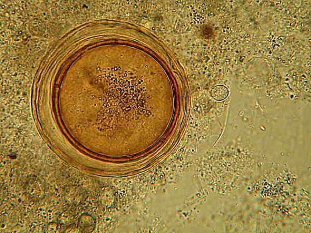 7: Encystment Protozoa, bacteria and spores, as well some nematodes, employ encystment (which is entering a state of suspended animation, separated by the outside world by a solid cell wall) to