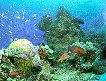 Corals,