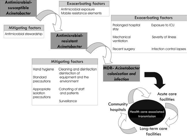 Figure 1. Factors leading to the emergence and transmission of multidrug-resistant (MDR) Acinetobacter species. ICU, intensive care unit.