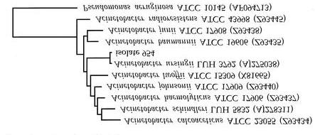 Taxonomy of Acinetobacter UK / European Epidemiology RAPD and multiplex PCR (OXA) typing 198 s Acinetobacter split into 12 DNA