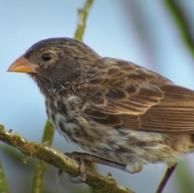 The Grants have provided morphological measurements for a of 100 male medium ground finches (Geospiza fortis) born between the years of 1973 and 1976 on the island of Daphne Major in the Galápagos