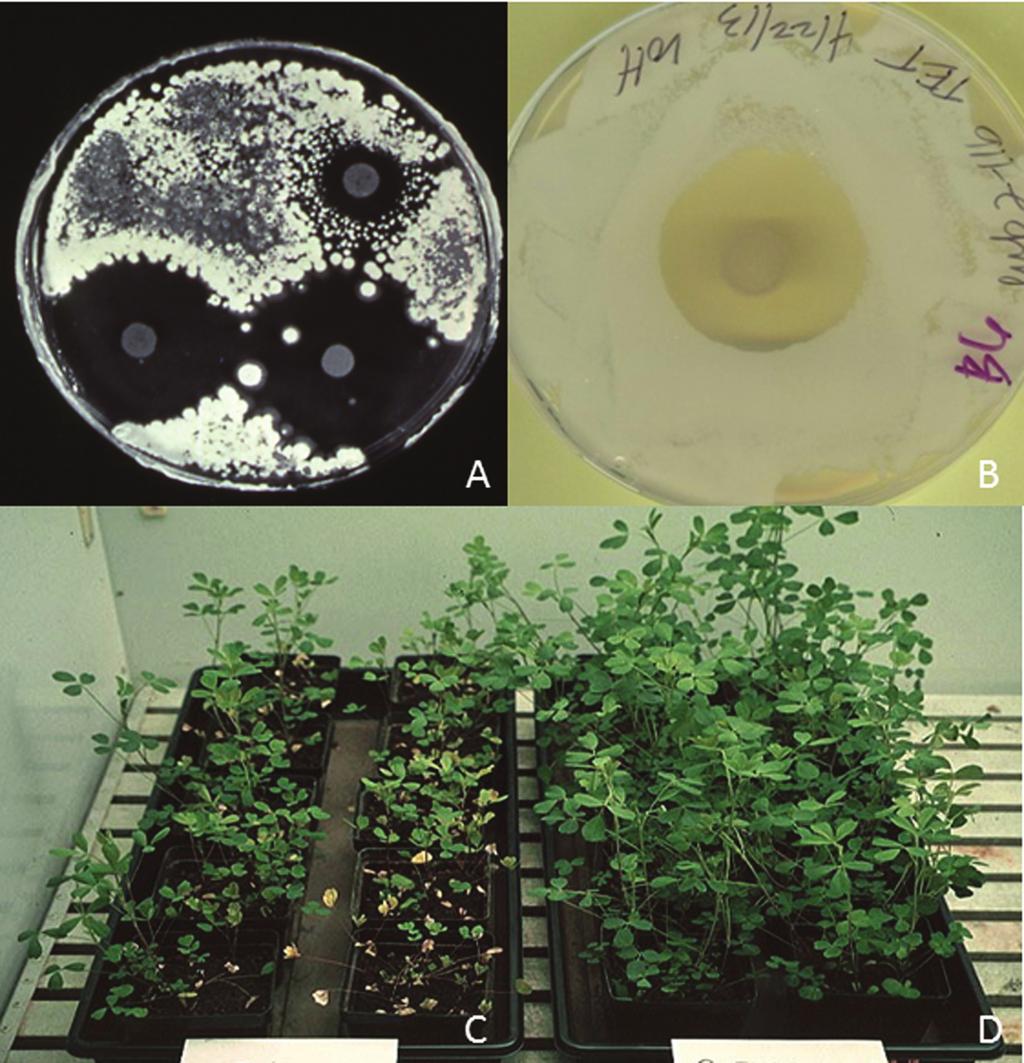 FEATURE ARTICLE FIGURE 1 Antibiotics produced by Streptomyces can inhibit the growth of overlaid Streptomyces (A) or Bacillus (B).