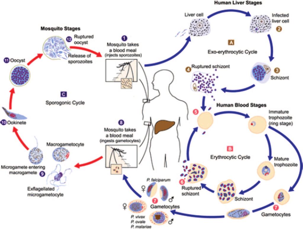 VOL. 19, 2006 SPOROZOITE-HOST INTERACTIONS IN P. FALCIPARUM MALARIA 687 FIG. 1. Plasmodium falciparum life cycle in the human host and the Anopheles mosquito.