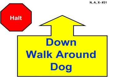 31. Halt - Down - Walk Around Dog - Handler halts and dog sits.