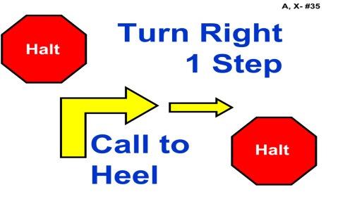 35. Halt - Turn Right One Step - Call to Heel - Halt - Handler halts and dog sits. With the dog sitting, the Handler commands and/or signals the dog to stay.