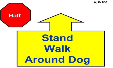 The dog is directed to heel position and must move and sit in the new location before moving forward to the next station. (Stationary exercise) 36.