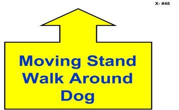 48. Moving Stand - Walk Around Dog - While heeling and without pausing, the Handler will stand the dog and walk around the dog to the left, returning to heel position.