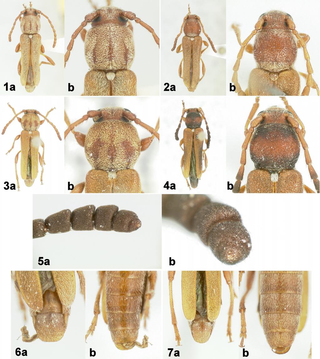 4 INSECTA MUNDI 0436, August 2015 WAPPES AND SKELLEY Figures 1-7. Plesioclytus spp. 1) Plesioclytus morrisi, paratype male, a) dorsal habitus, b) pronotal vestiture.