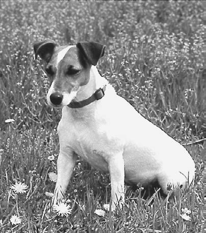Papillon The Jack Russell terrier has become very popular because there is one on Frasier, an American television show.