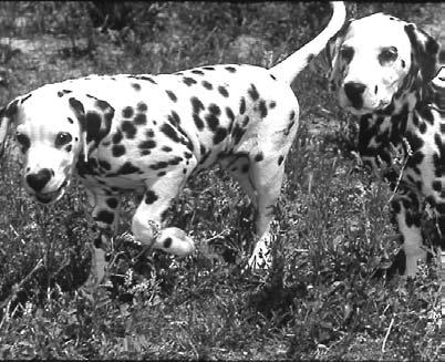 The Dalmatian had to be very strong so it could trot for many miles. 21 Purebred dogs can have health problems. Many people believe that mixed-breed dogs are healthier.