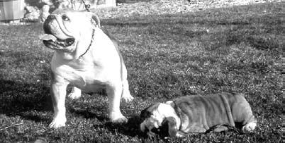 These dogs are purebred, which means that since their parents are the same, they will be the same, too. A male and female bulldog will have pups that are bulldogs.