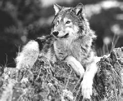 Over many thousands of years, the wolves people kept as pets changed into the breeds of dogs we know today. Of course, the wild wolves stayed wild and are still wild today.
