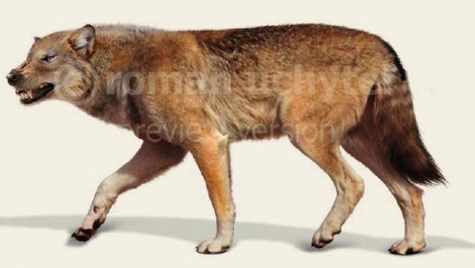 Low Res Cut out to hi res needed THE SURVIVAL OF CANIDS AT THE END OF THE PLEISTOCENE The end of the last glacial in the late Pleistocene came with a