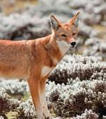 Most recently, the Ethiopian wolf (formerly Ethiopian jackal) was assigned to this group because researchers discovered it is genetically more closely related to wolves than jackals, despite living