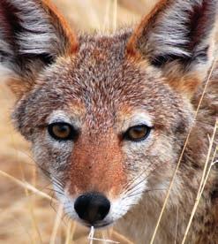 Jackals live in various locations in Europe, Asia, and Africa.
