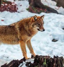 COYOTES (CANIS LATRANS) This species evolved in North America (and is an endemic species there).