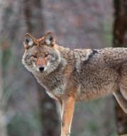 Until recent times coyotes have occupied only the more southerly areas of North America; but recently the populations have started to migrate northward.