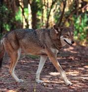 The golden jackal (Canis aureus) is commonly distributed in Southern Europe and Southern Asia, but recently this species started to migrate to the north of the European continent for example, jackals