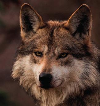 They prefer to live in open areas and move around in pairs or small families. RED WOLF & OTHER FORMS Researchers disagree about the phylogenetic status of some wild canine populations.