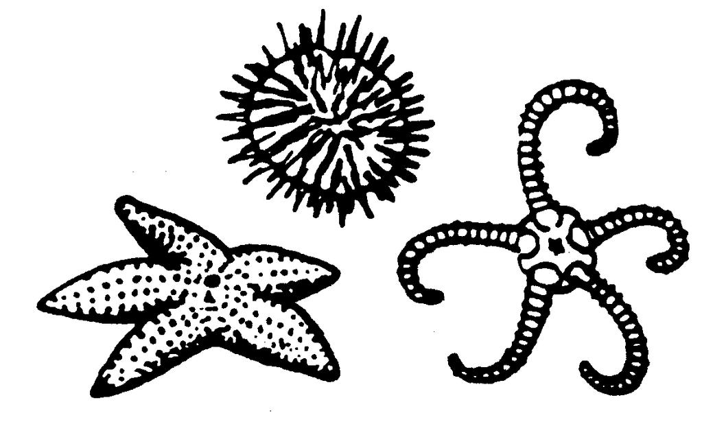 Echinoderms 6.Echinoderms Characteristics: They have spiny bodies. They have Radial symmetry.