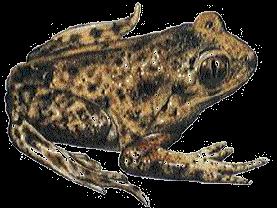 Amphibians Amphibians Characteristics: The