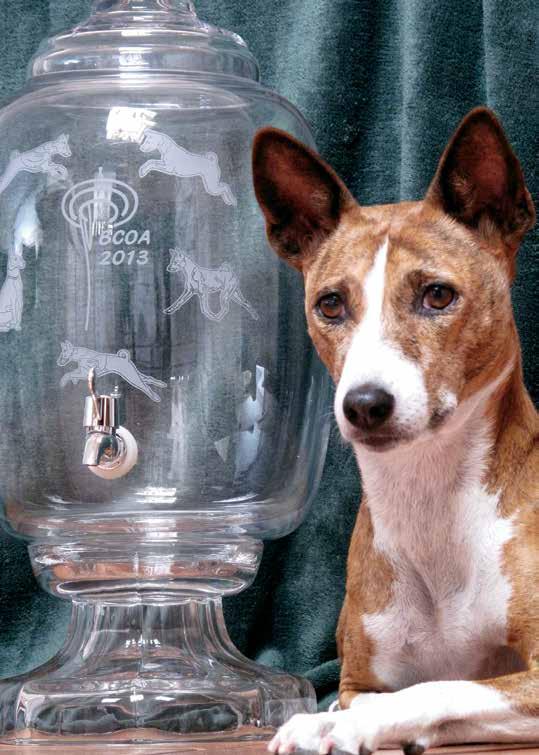 Of the 31 qualifying scores earned that day, seven were Basenjis earning four new titles and placing in their classes among all breeds!