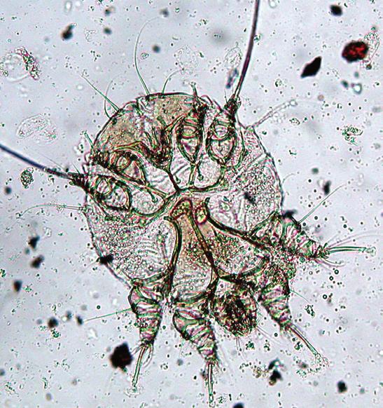 3 Modular Guide Series 3.5b: Sarcoptic Mange Sarcoptes scabiei mites are only 0.3 mm in size with very short legs, cause sarcoptic mange in a wide range of mammalian hosts. Sarcoptes scabiei var.