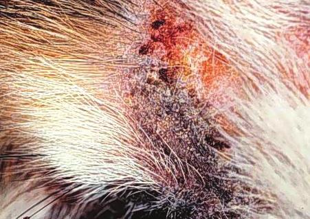 Diagnosis Diagnosis may be reached by seeing the characteristic brown earwax and mites in the external ear canal using an otoscope.