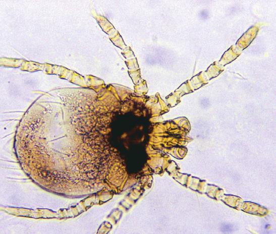 3 Modular Guide Series 3.5f: Harvest Mites Harvest mites (chigger mites) are responsible for the condition known as trombiculosis. The two responsible species in dogs and cats are: Neotrombicula (syn.