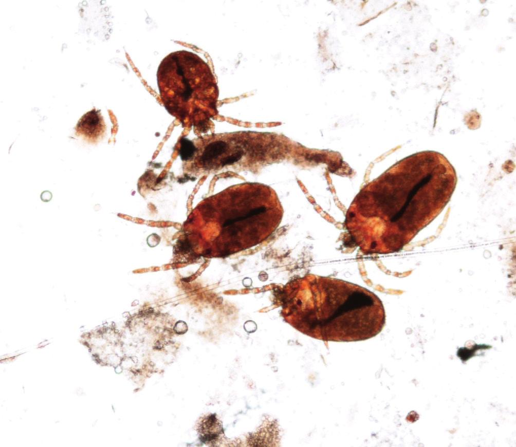 Macroscopically the mites are very peculiar due to the bright orange colour of the larval mites. Severe hypersensitivity reactions have been observed in cases of repeated infestation.