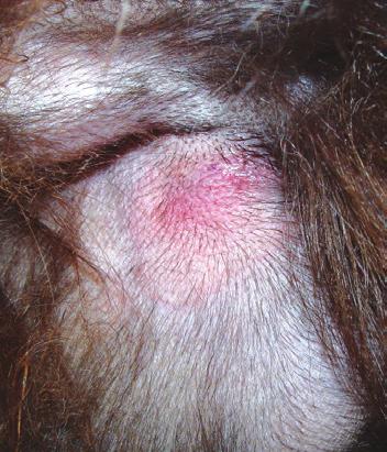 Clinical Signs Ticks can be found all over the body but the main predilection sites are the non-hairy and thin skinned areas such as the face, ears, axillae, interdigital, inguinal and perianal