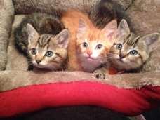 Angel Pet Gazette 7 Spring, 2018 How Saving One Life Became Five By Mary Towner Early last spring, a worker at a local Primanti s restaurant asked Angel Ridge if we could rescue a homeless cat who
