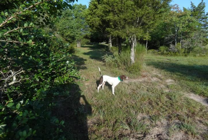 Age: 3 years SOLD Price: $2,100.00 8. BUD - Pointer Male - White and Liver Bud is a classy, medium range young hunting dog.
