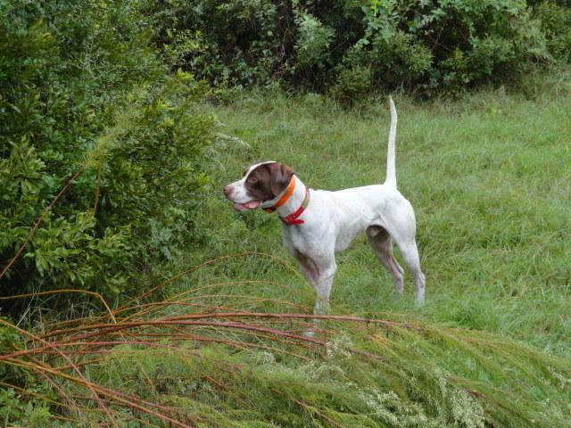 DINO - Pointer Male - White and Liver Dino is blessed with a lot of natural ability. Dino has one season in birds.