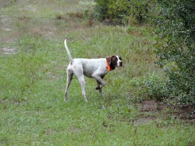 Age: 1-1/2 years Price: $1,800.00 11. BILLY - Pointer Male - White and Liver Billy is a snappy moving, stylish young dog.