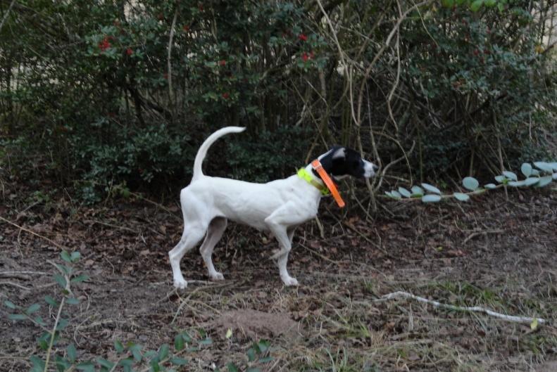 20. ROSE - Pointer Female - White and Liver Rose is a very nice young dog with a lot of natural ability.