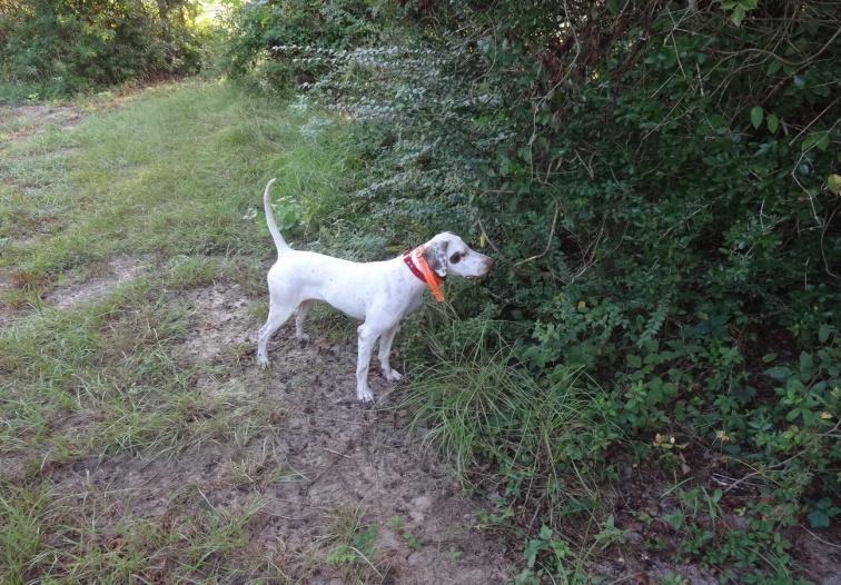 She hunts with a lot of drive, covers the country, handles with ease, has a good nose and retrieves. She has a lot of hunting experience.