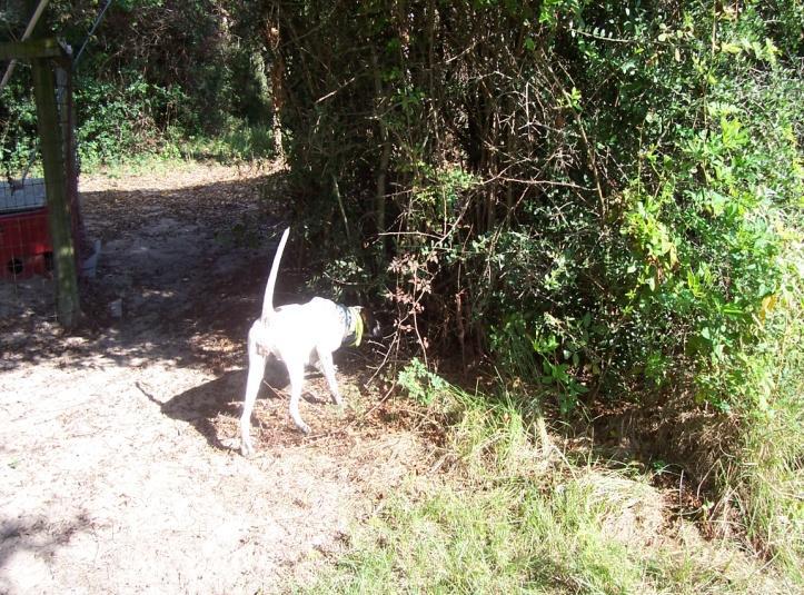 26. SPOT - Pointer Female - White and Liver Spot is a medium range, easy handling, experienced hunting dog. She is a tough, hard hunter.