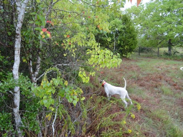 DOT - Pointer Female - White and Liver Dot will make any bird hunter Proud! She is a very smart, stylish, medium range hunting dog.