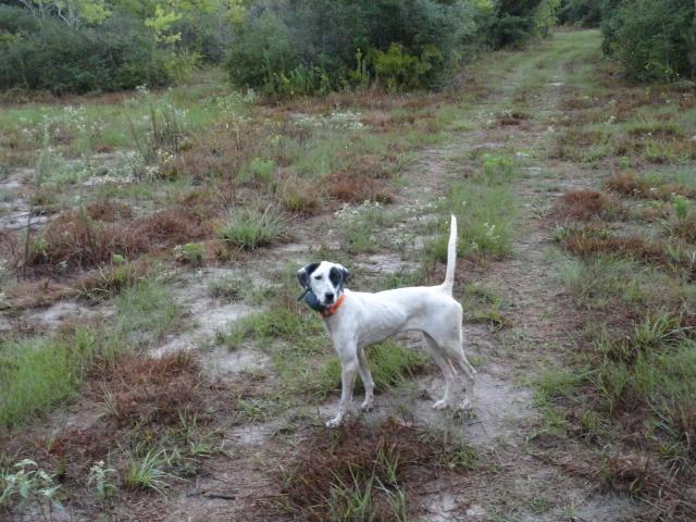 JILL - Pointer Female - White and Black Jill loves to please. She is a snappy moving, stylish bird dog.