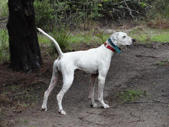 Age: 2-1/2 years SOLD Price: $2,300.00 29. BELL - Pointer Female - White and Black Bell has a lot of hunting experience.