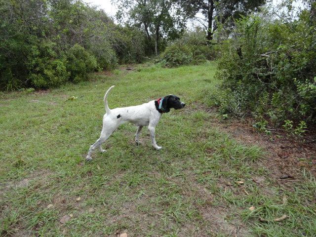 She is a nice, complete Bird Dog!! Age: 4 years Price: $1,900.00 30.