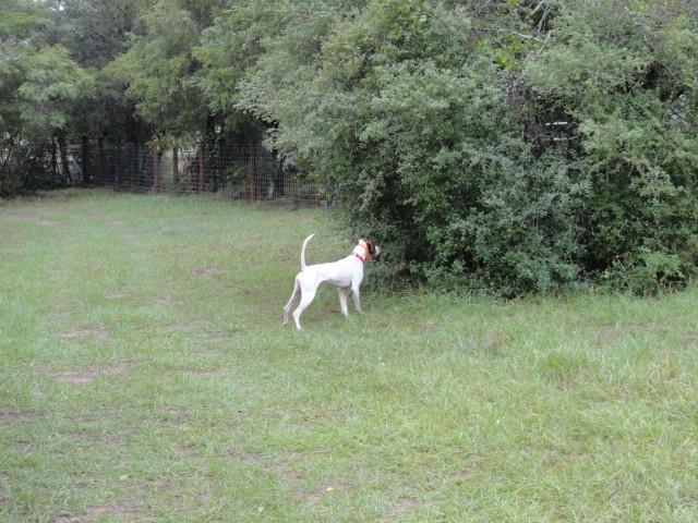 32. DOT - Pointer Female - White and Liver Dot has everything you are looking for in a bird dog. A tall, stylish dog that loves to hunt.