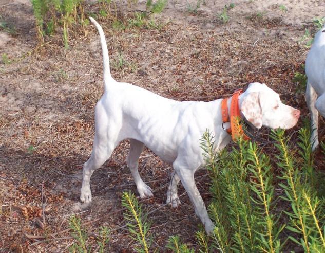 ROXY - Pointer Female - White and Orange Roxy is a pretty bird dog. She has style and more style.