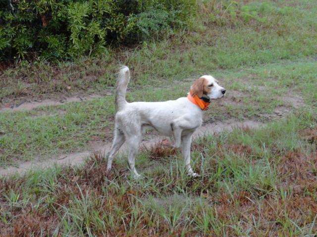 SETTER MALES 40. LUKE - Setter Male - White and Orange Luke loves to please and he has a wonder disposition.