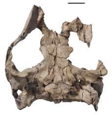 New Late Jurassic turtle skulls from Switzerland and the diversity of the