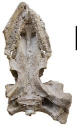 MJSN BSY009-708, cranium in dorsal (left) and ventral