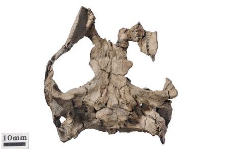 cranium in dorsal (left) and