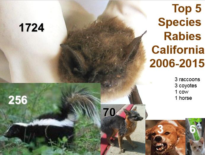 10 8 6 4 2 Rabies in California - Dogs and Cats 1983-2015 Dogs Cats 2012-2015 California - 6 rabid cats. All 6 had bat variant of rabies. 2012-2014 California - 3 rabid dogs.