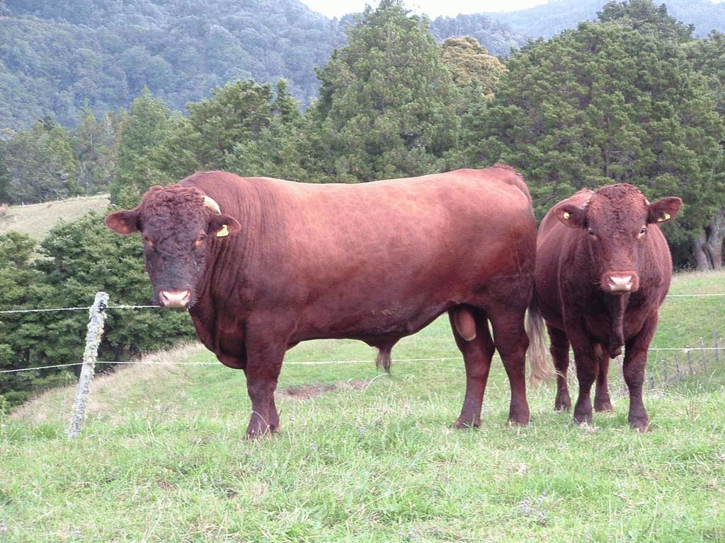 Control Bulls: Cull infected bulls & use